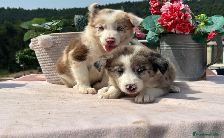 Border Collie perros - Anuncio 2