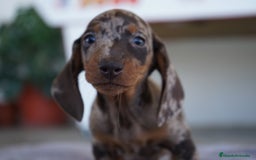 Teckel perros en venta: 🐾 Teckel miniatura – Curry Merlé chocolate 🍫 - Imagen 1