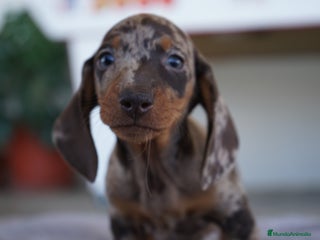 Teckel perros - Anuncio 1