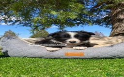 Border Collie perros en venta: BORDER COLLIE - Imagen 5