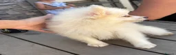 Pomerania perros en venta: Pomeranias disponibles🐻🐾 - Anuncio 6