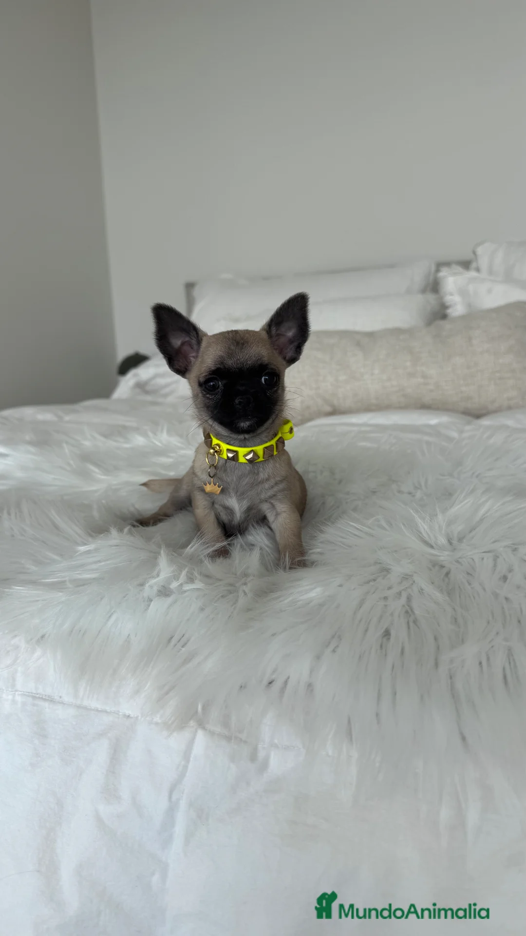 Chihuahua perros en venta: Chihuahua macho  - Anuncio 1