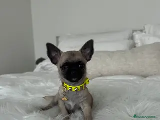 Chihuahua perros Chihuahua macho - Anuncio 1