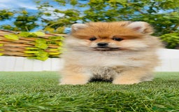Pomerania perros en venta: POMERANIA MACHO - Imagen 3