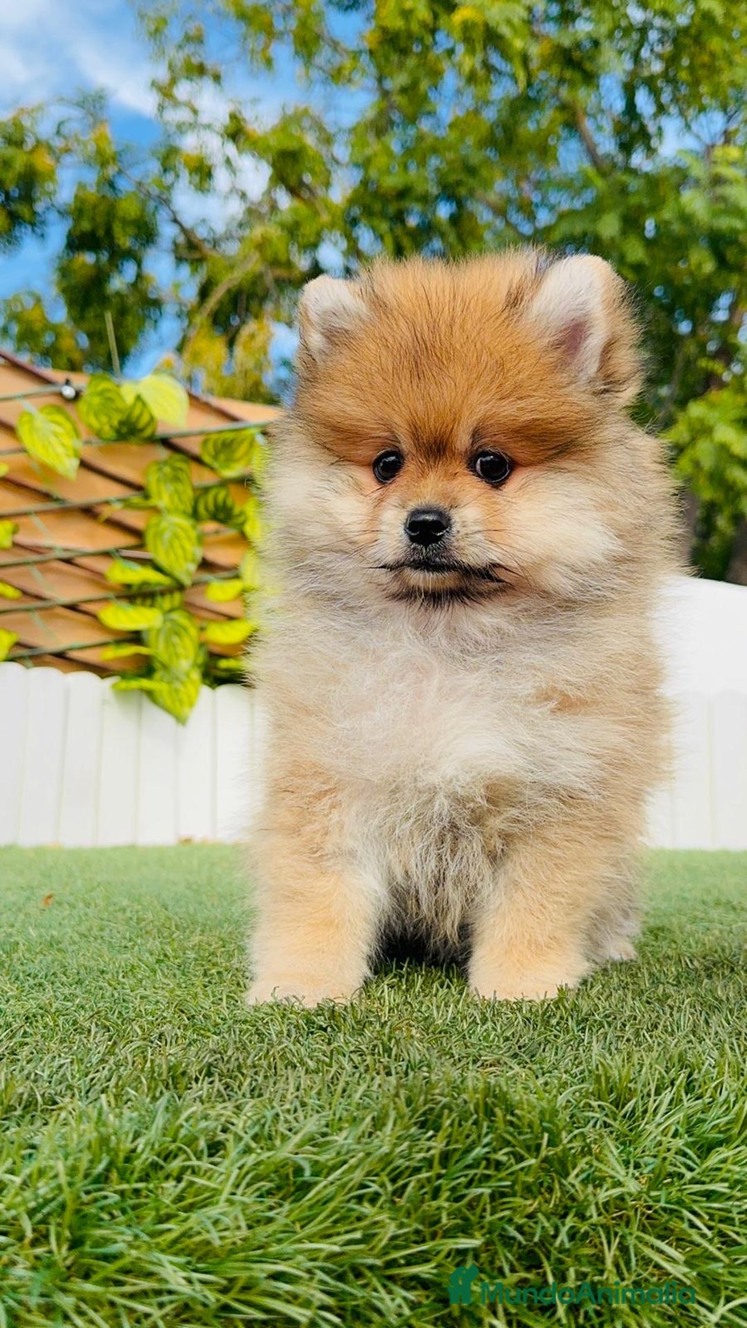 Pomerania perros en venta: POMERANIA MACHO - Imagen 3