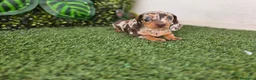 Teckel Miniatura perros en venta: TECKEL MINIATURA & KANNINCHEN ARLEQUIN - Anuncio 3