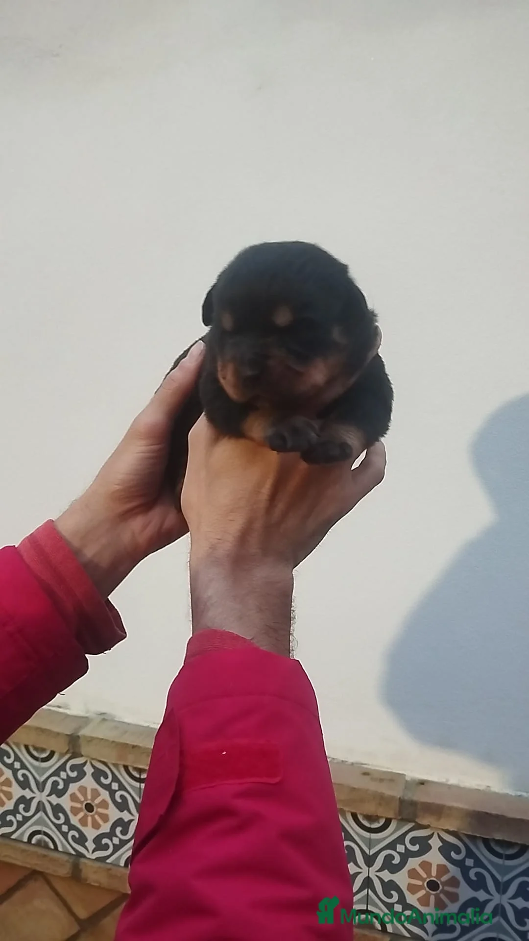 Rottweiler perros en venta: Rottweiler  - Anuncio 5