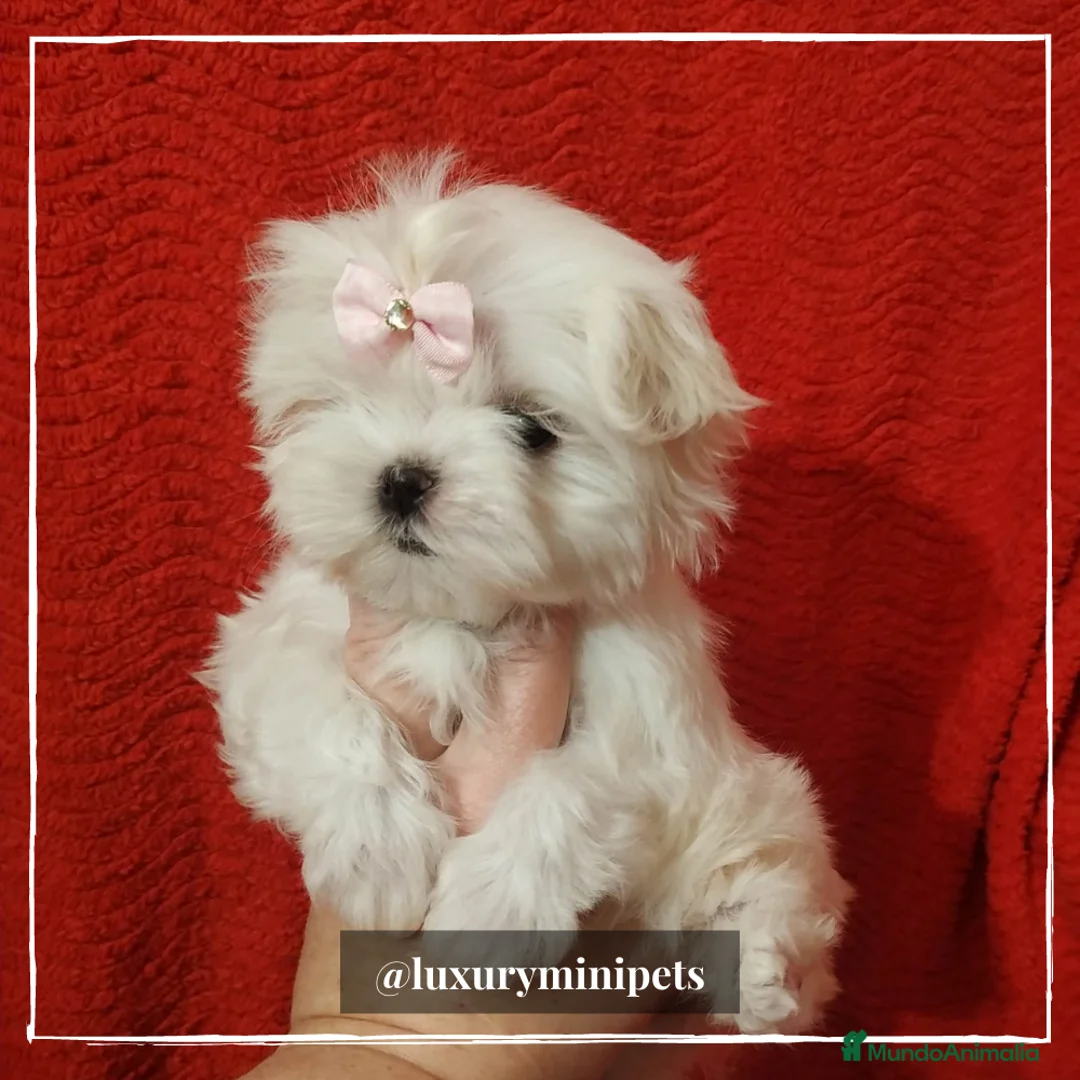 Bichón Maltés perros en venta: Camada de Bichón Maltés coreanos en Madrid - Anuncio 3