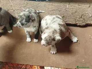 Chihuahua perros No te quedes sin el tuyo. Chihuahuas exóticos en Sevilla - Anuncio 1