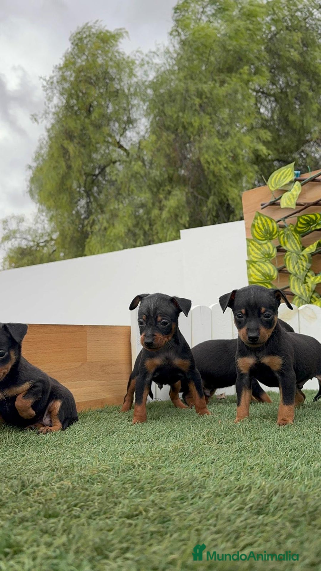 Pinscher Miniatura perros en venta: PINSCHER MINIATURA  - Imagen 17