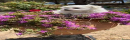 Bichón Maltés perros en venta: Bichon Maltés toy líneas coreanas  - Anuncio 5