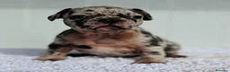 Bulldog Francés perros en venta: Bulldog frances Exotic - Anuncio 33