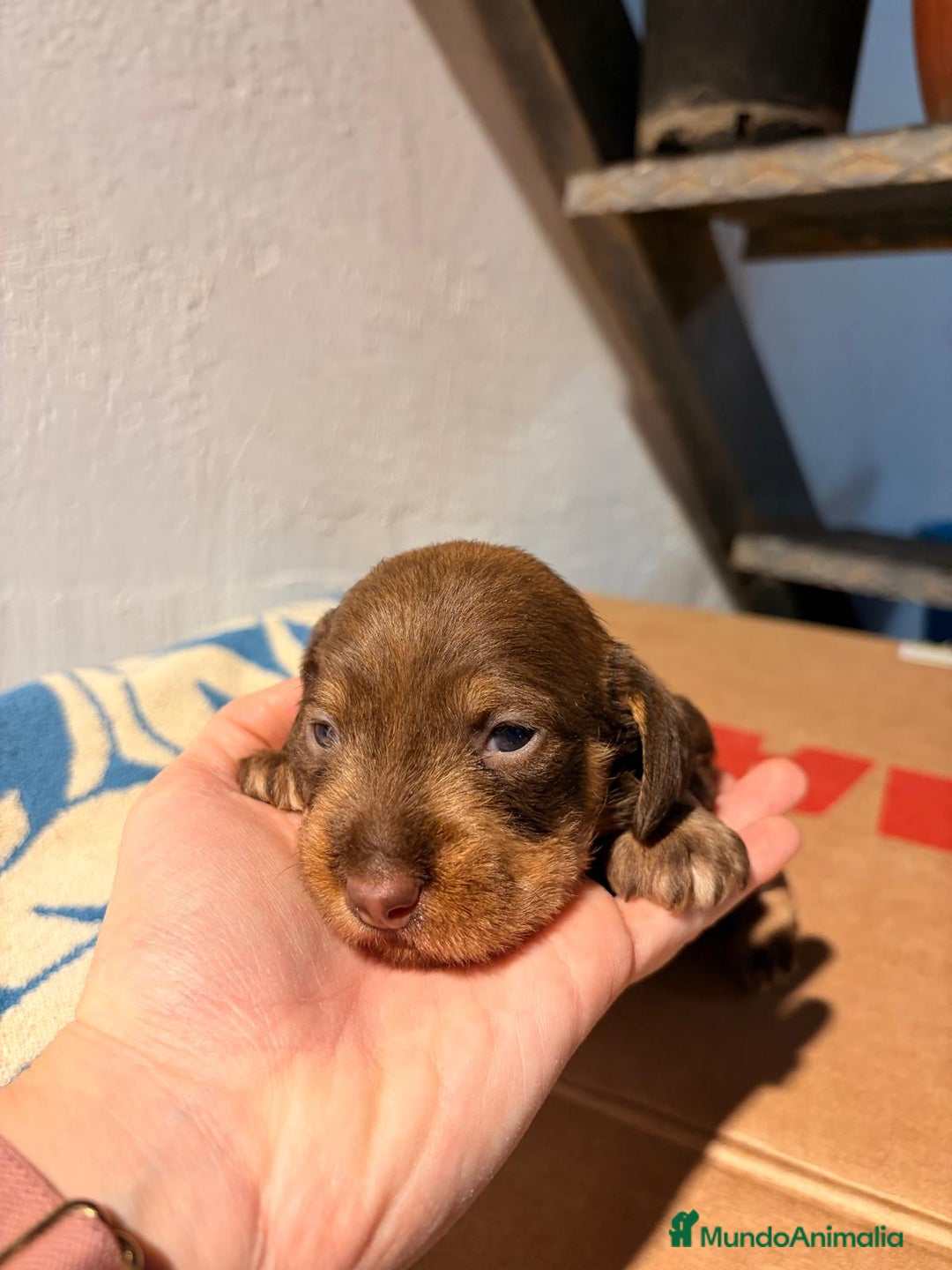 Teckel perros en venta: Excelente camada Teckel disponible  - Anuncio 3