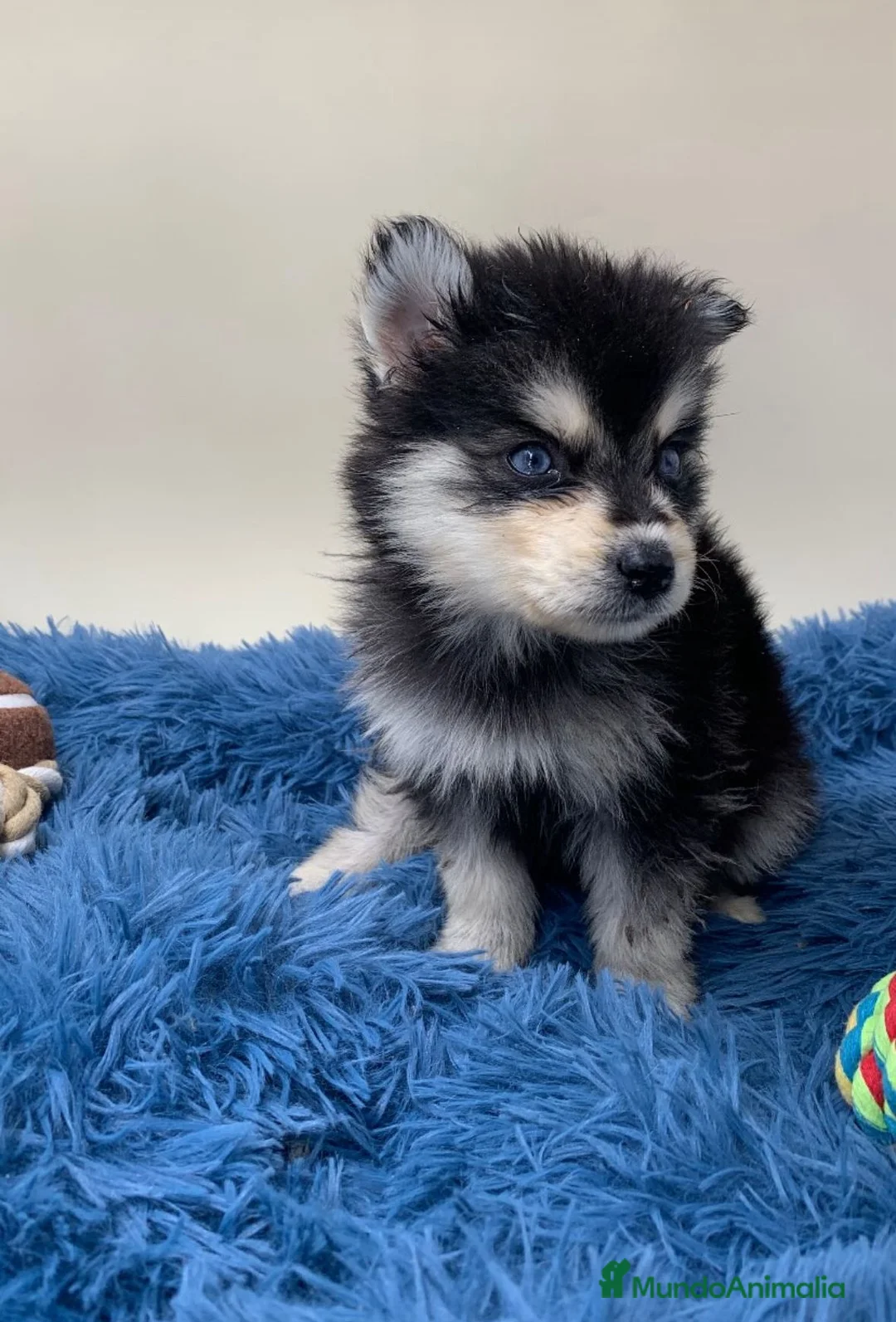Pomsky perros en venta: POMSKY - Anuncio 1