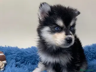 Pomsky perros POMSKY - Anuncio 1