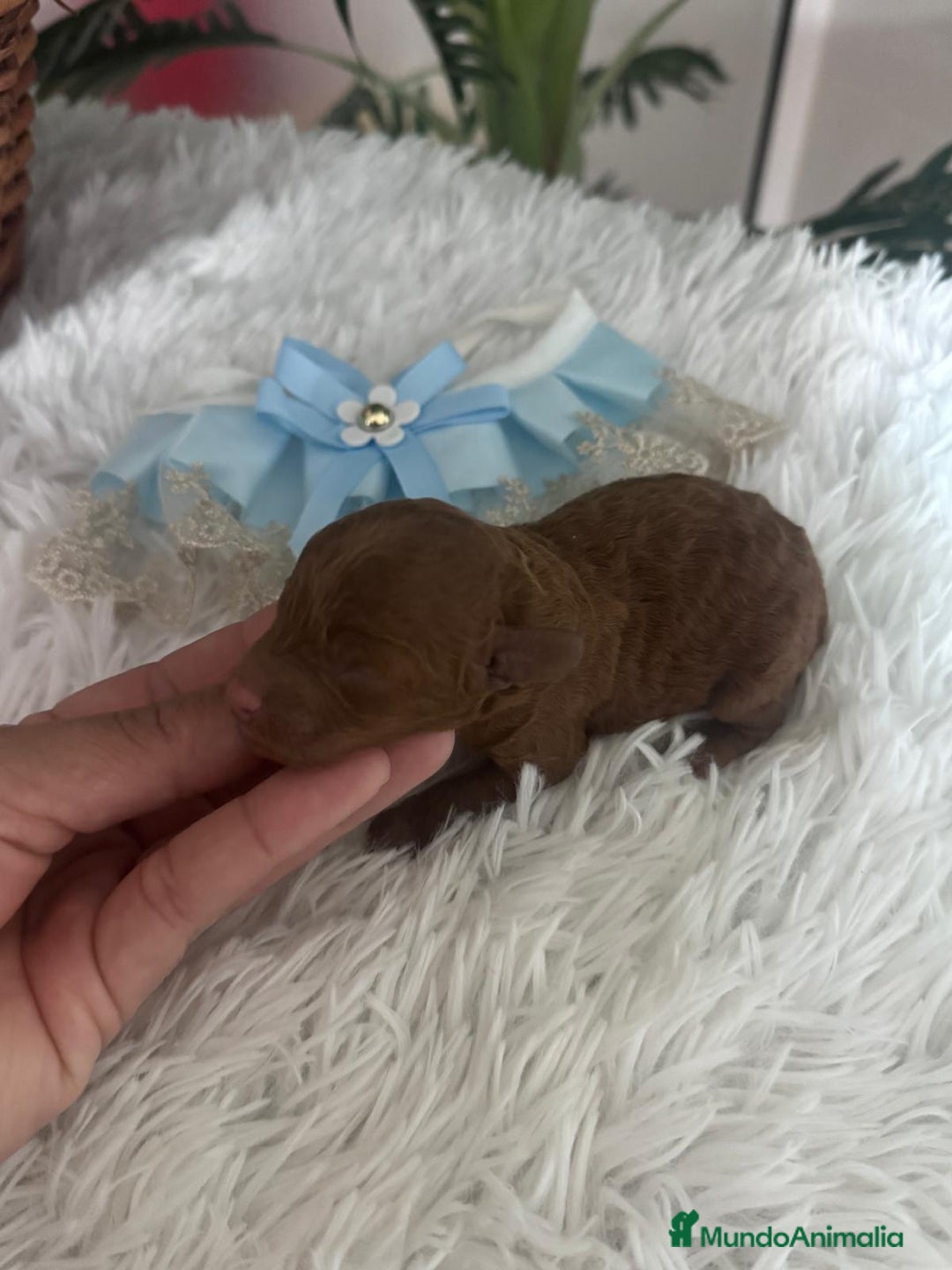 Caniche Toy perros en venta: CANICHE ROJO - Anuncio 3