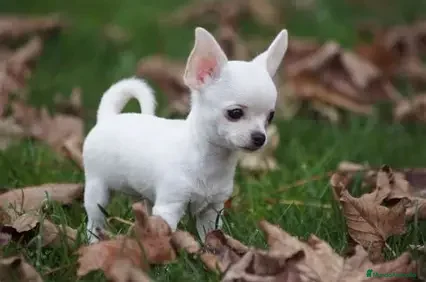 Chihuahua perros CHIHUAHUA - TAMAÑO TOY - Anuncio 1