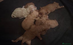 Caniche Toy perros en venta: Caniches toy - Imagen 8