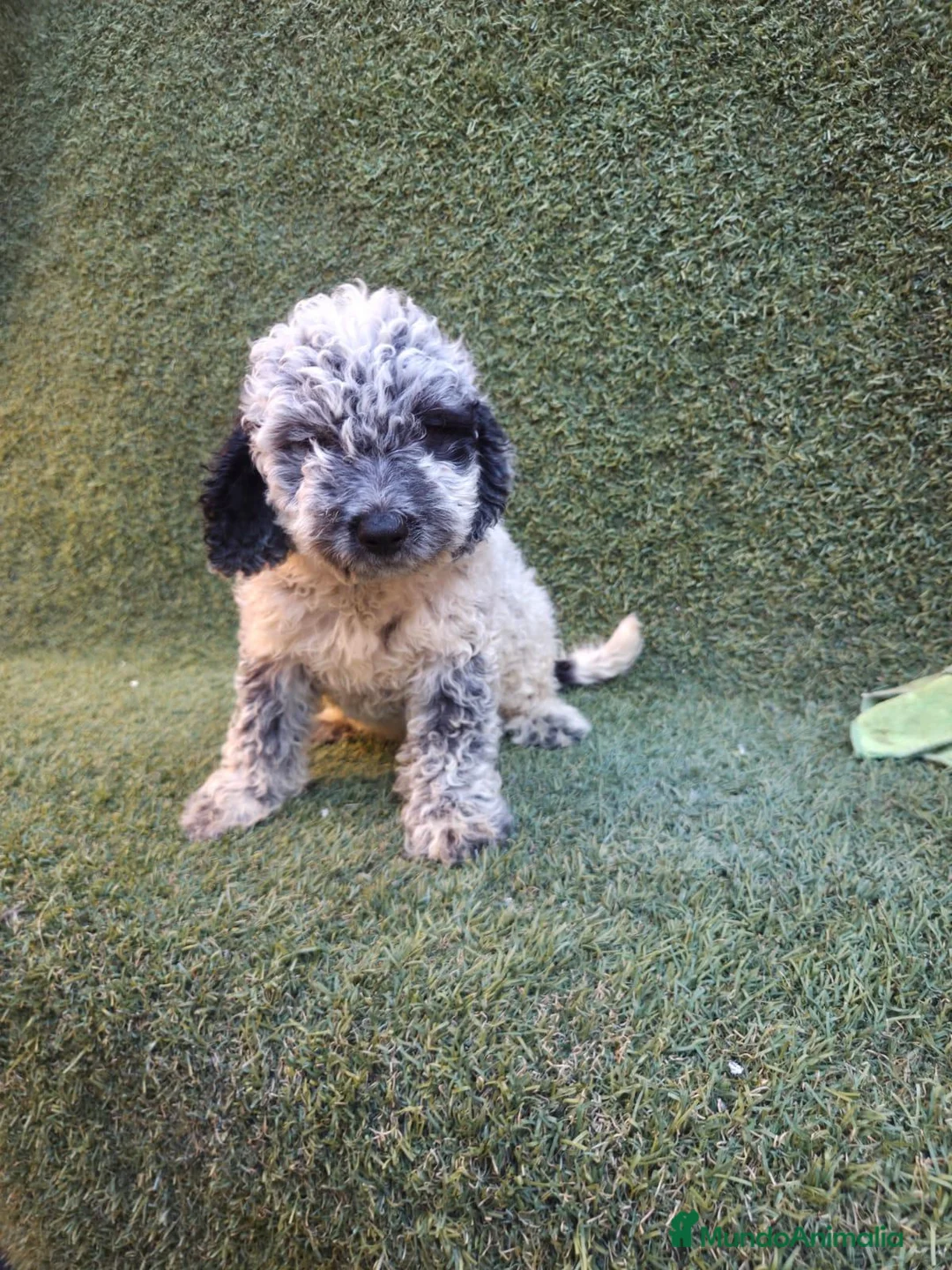 Perro de Agua Español perros en venta: Perro de aguas español - Anuncio 2