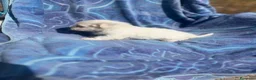 Bichón Maltés perros en venta: Bichón maltés cachorra  - Anuncio 2