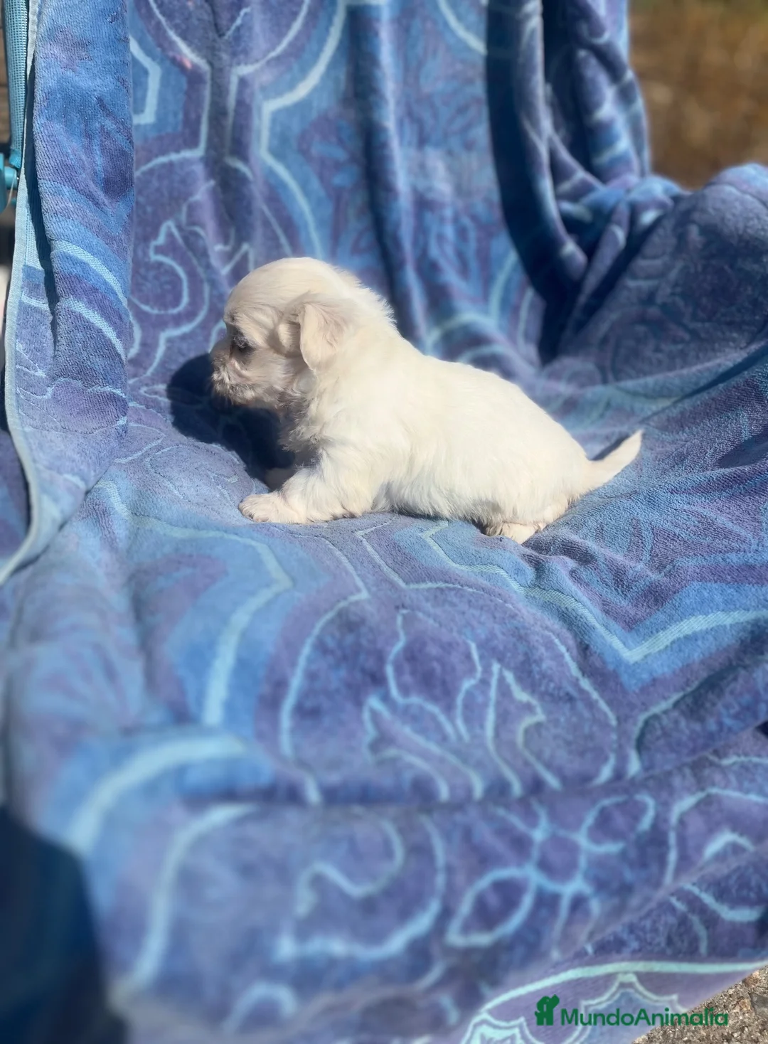 Bichón Maltés perros en venta: Bichón maltés cachorra  - Anuncio 2