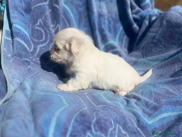Bichón Maltés perros en venta: Bichón maltés cachorra - Anuncio 2