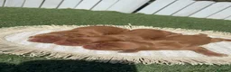 Cocker Spaniel Inglés perros en venta: COCKER SPANIEL INGLES 💙 - Anuncio 1