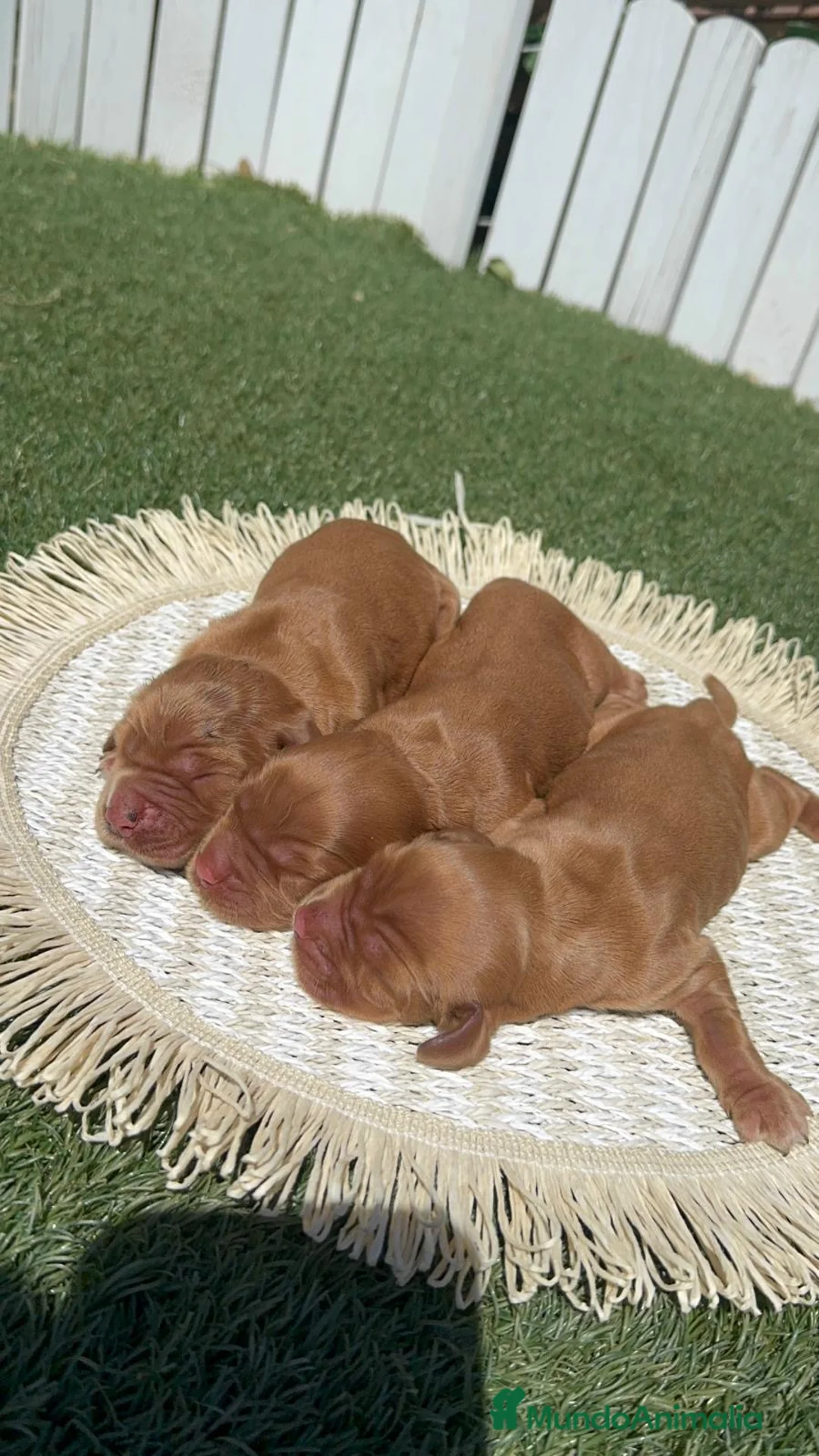 Cocker Spaniel Inglés perros en venta: COCKER SPANIEL INGLES 💙 - Anuncio 1