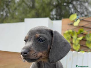 Teckel Miniatura perros TECKEL MINIATURA BLUE AND TAN - Anuncio 31