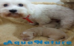 Raza Mixta perros en venta:  Camada Havapoo de Kusita 1 y Alejo AQUANATURA - Imagen 1