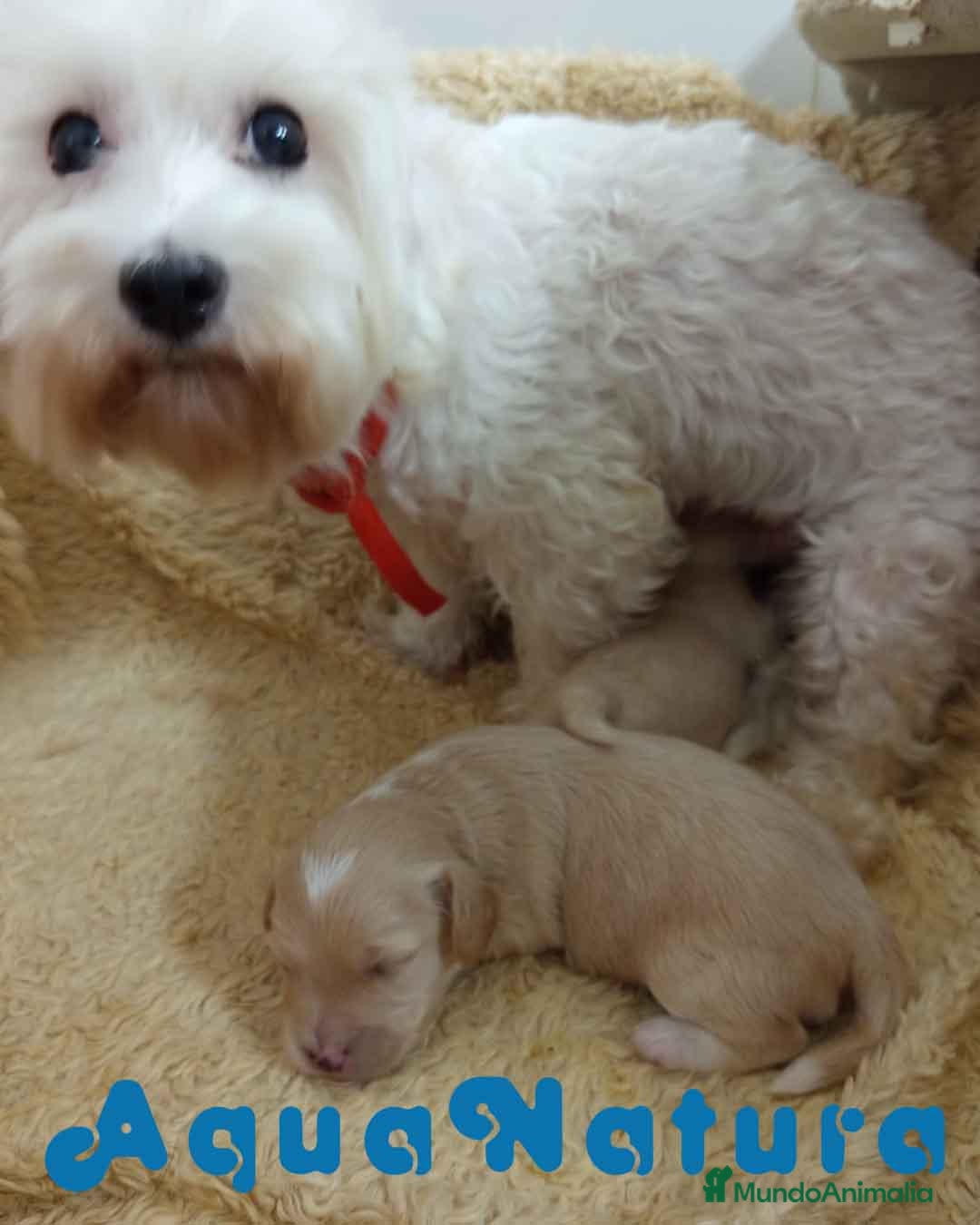 Raza Mixta perros en venta:  Camada Havapoo de Kusita 1 y Alejo AQUANATURA - Imagen 1