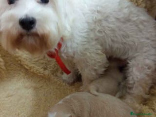 Raza Mixta perros Camada Havapoo de Kusita 1 y Alejo AQUANATURA - Anuncio 19