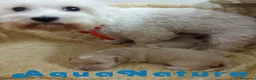 Raza Mixta perros en venta:  Camada Havapoo de Kusita 1 y Alejo AQUANATURA - Anuncio 1