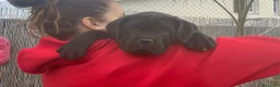 Cane Corso perros en venta: Cane Corso (cachorros) - Anuncio 3