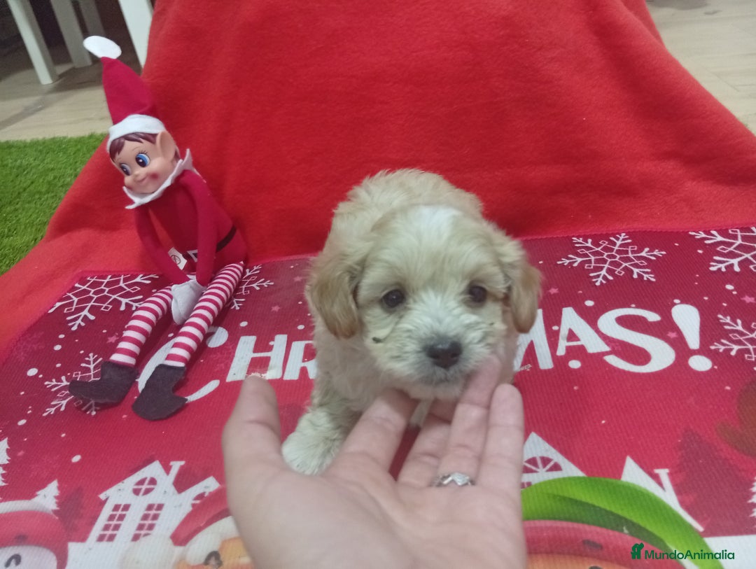 Maltipoo perros en venta: Preciosos maltipoo - Anuncio 1