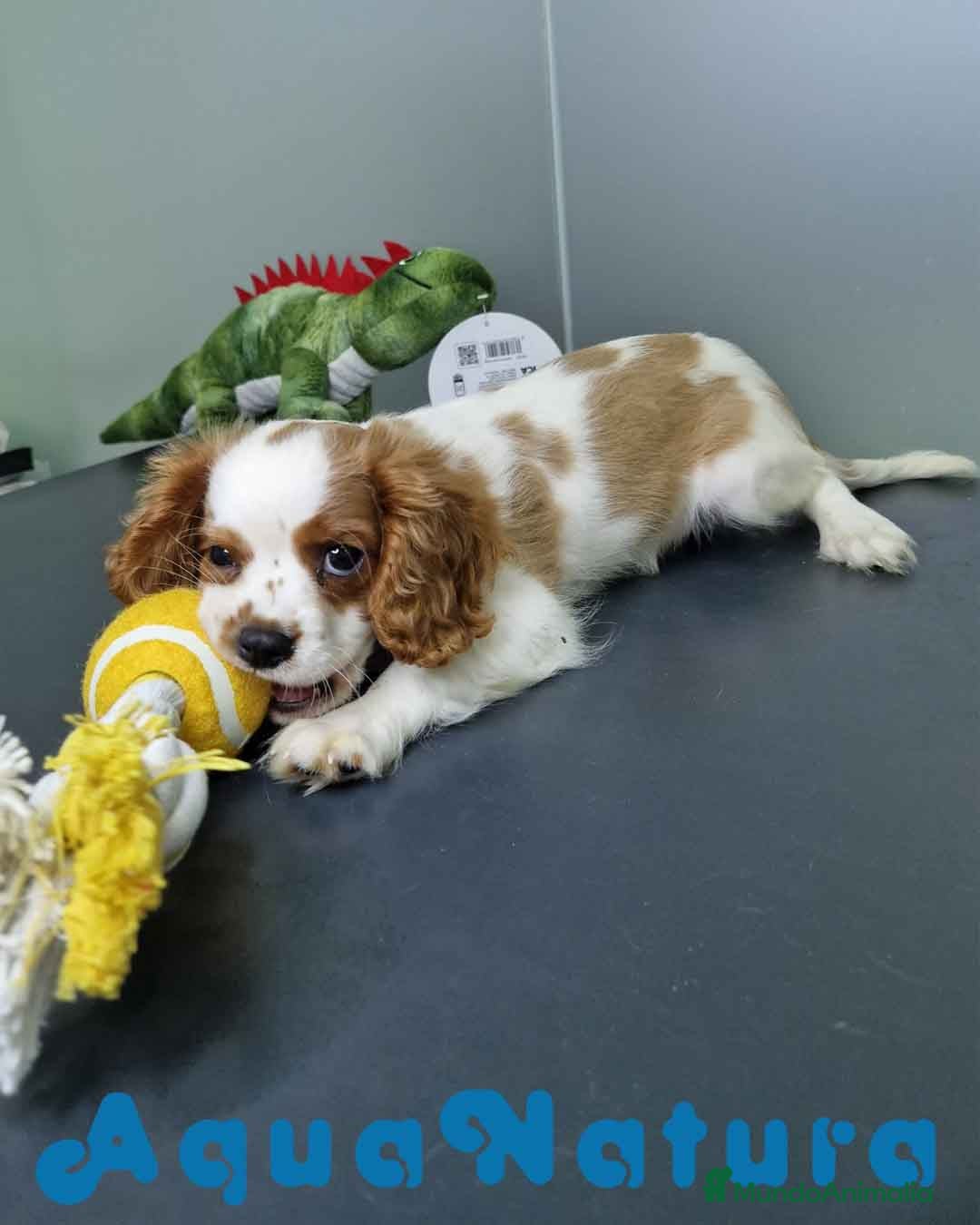 Cavalier King Charles Spaniel perros en venta: Cavalier Macho 0079 AQUANATURA  - Imagen 11