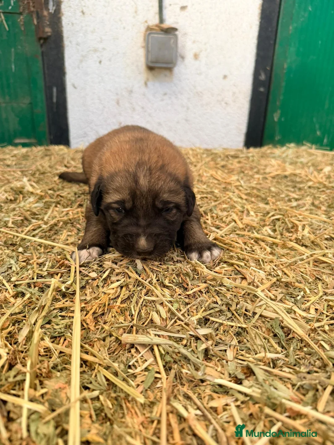 Raza Mixta perros en venta: Mestizo de mastín x Cáucaso  - Anuncio 8