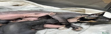 Sphynx Gatito 1