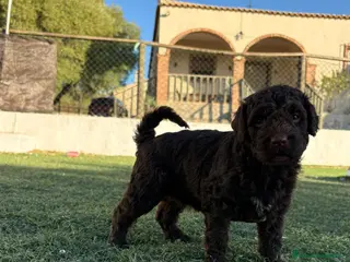 Perro de Agua Español perros PERRO DE AGUA - Anuncio 1