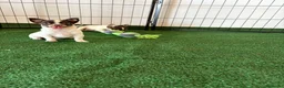 Chihuahua perros en venta: Chihuahuas  - Anuncio 4