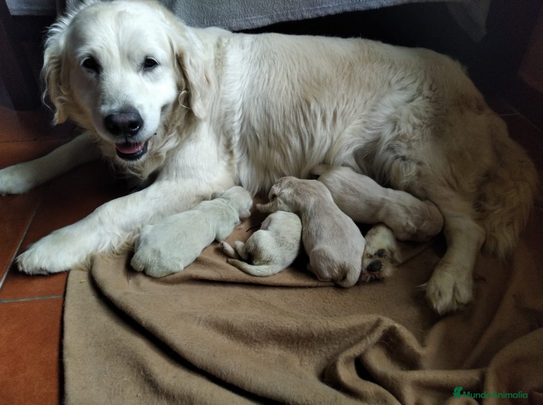 Golden Retriever perros en venta: Cachorros golden  - Anuncio 3