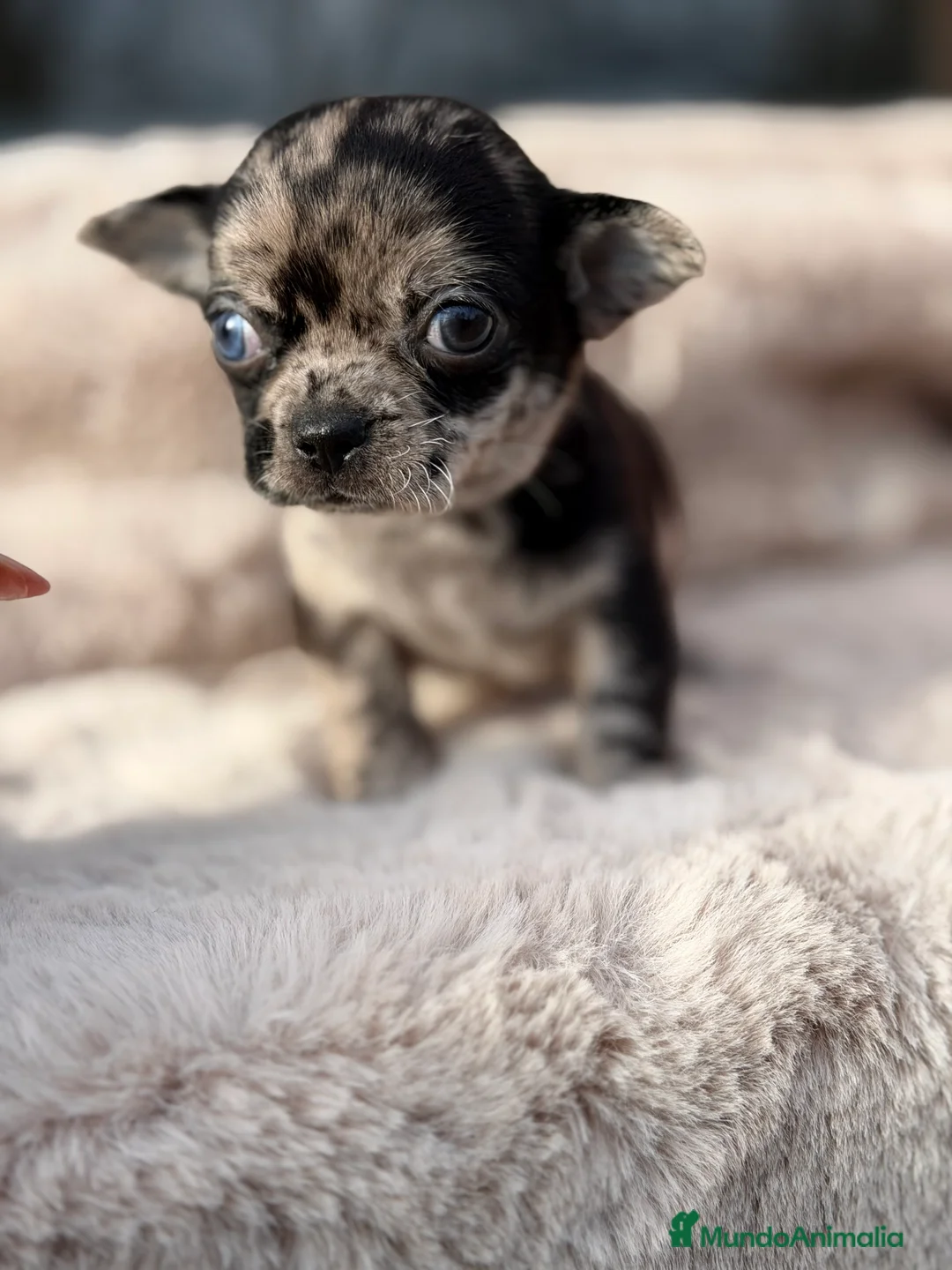 Chihuahua perros en venta: Chihuahua línea rusa  - Anuncio 2