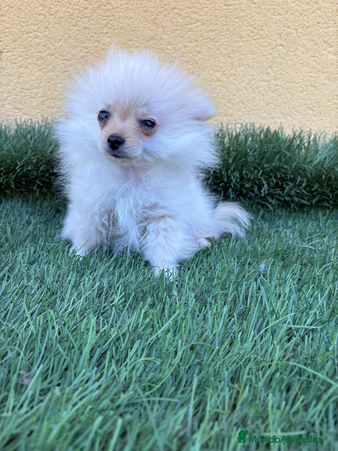 Pomerania perros en venta: lulu de Pomerania micro toy macho  - Anuncio 12