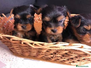 Yorkshire Terrier perros Yorkshire - Anuncio 6