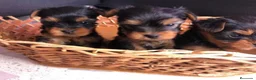 Yorkshire Terrier perros en venta: Yorkshire  - Anuncio 1