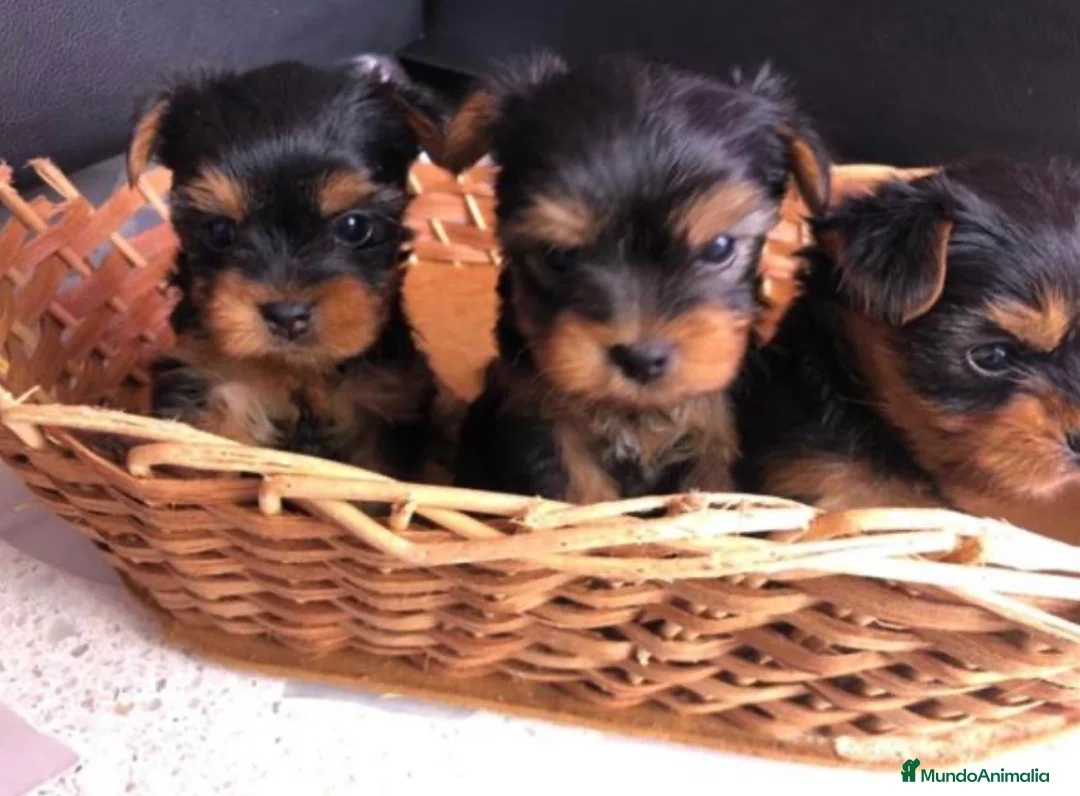 Yorkshire Terrier perros en venta: Yorkshire  - Anuncio 1