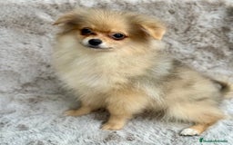 Pomerania perros en venta: POMERANIA TOY ECONÓMICO  - Anuncio 2