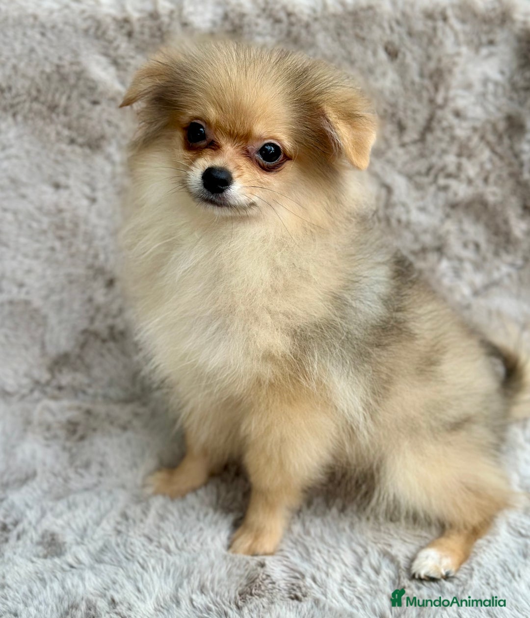 Pomerania perros en venta: POMERANIA TOY ECONÓMICO  - Anuncio 2