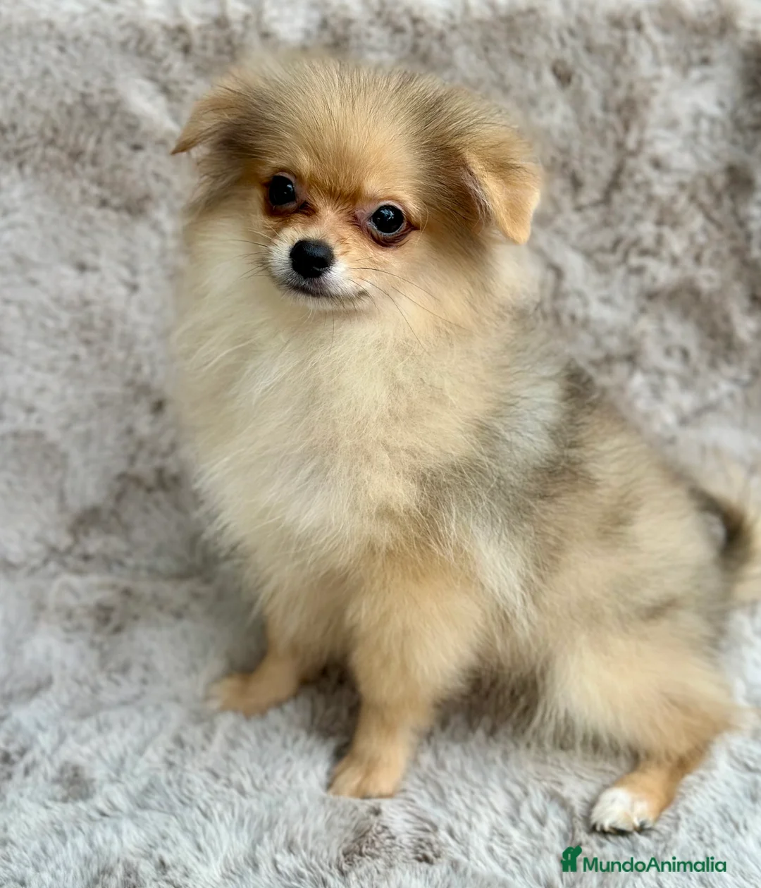 Pomerania perros en venta: POMERANIA TOY ECONÓMICO  - Anuncio 2