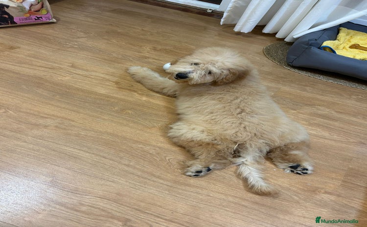 Labradoodle perros - Anuncio 3